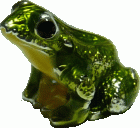 (image for) Frog