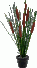 (image for) Cattail Arrangement in Pot