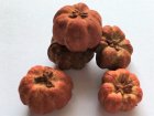 (image for) Weathered Pumpkins 6pc Set