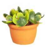 (image for) Succulent in Terra Cotta Pot