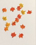 (image for) Maple Leaves