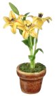 (image for) Lilies Yellow