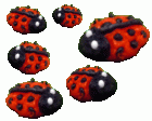 (image for) Ladybugs Assorted Sizes 6pc