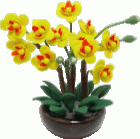 (image for) Orchid Arrangement in Pot Yellow