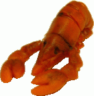 (image for) Lobster