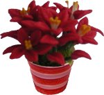 (image for) Poinsettias in Red & White Pot