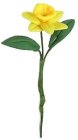 (image for) Single Yellow Daffodil w/ Leaves