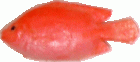 (image for) Fish - Red Snapper