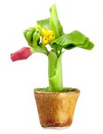 (image for) Banana Plant in Pot