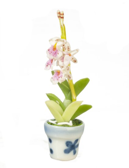 (image for) Oncidium in Pot White