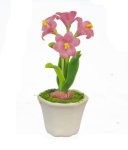 (image for) Hippeastrum in Pot Pink