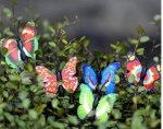 (image for) Fairy Garden Butterfly Ornament - Assorted 4pc