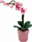 (image for) Orchid Branch in Pot Pink