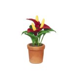 (image for) Anthurium in Pot - Red