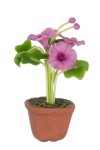 (image for) Potted Morning Glory Fuchsia