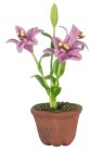 (image for) Potted Lily - Fuchsia