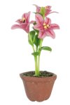 (image for) Potted Lily Hot Pink