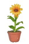 (image for) Potted Sunflower