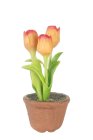 (image for) Potted Tulips Orange