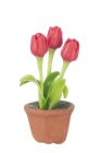 (image for) Potted Tulips Red