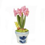 (image for) Amaryllis in Pot Pink