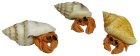 (image for) Hermit Crabs 3pc