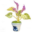 (image for) Callalily in Pot Lavender