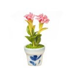 (image for) Desert Rose in Pot Pink