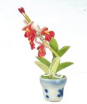 (image for) Oncidium in Pot Red