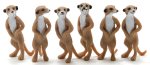 (image for) Meerkat 6pc