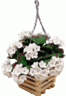 (image for) Geraniums in Hanging Basket White