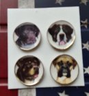 (image for) Decorative Dog Breeds Plates 4pc Set 1