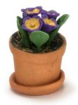 (image for) Primula in a Clay Pot