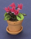 (image for) Pink Cyclamen in a Clay Pot