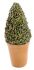 (image for) Pointed Potted Topiary