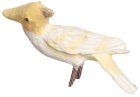 (image for) Lutino Cockatoo