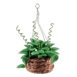 (image for) Philodendron Hanging Basket