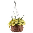 (image for) Variegated English Ivy Hanging Basket