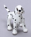 (image for) Dalmatian