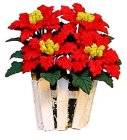 (image for) Poinsettias in White Picket Planter