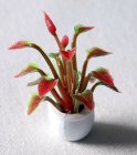 (image for) Small Tropical House Plant