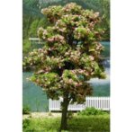 (image for) 6 Inch Blossoming Tree 2pc