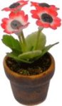 (image for) Red / White Anemone in Pot