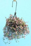 (image for) Hanging Plant Pink & Fuchsia Large