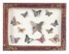 (image for) Pressed Butterflies in a Frame