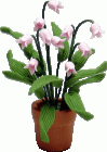 (image for) Pink Lily of the Valley