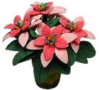 (image for) Pink Poinsettias