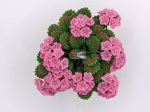 (image for) Pink Geraniums in Hanging Planter