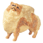 (image for) Pomeranian