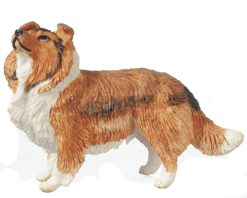 (image for) Sheltie